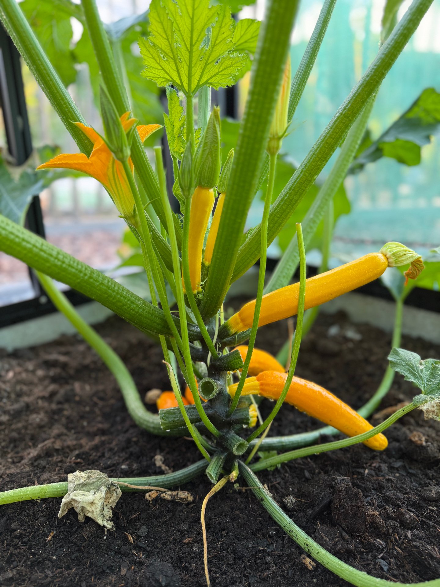 Gele courgettes en courgettebloemen aan de plant