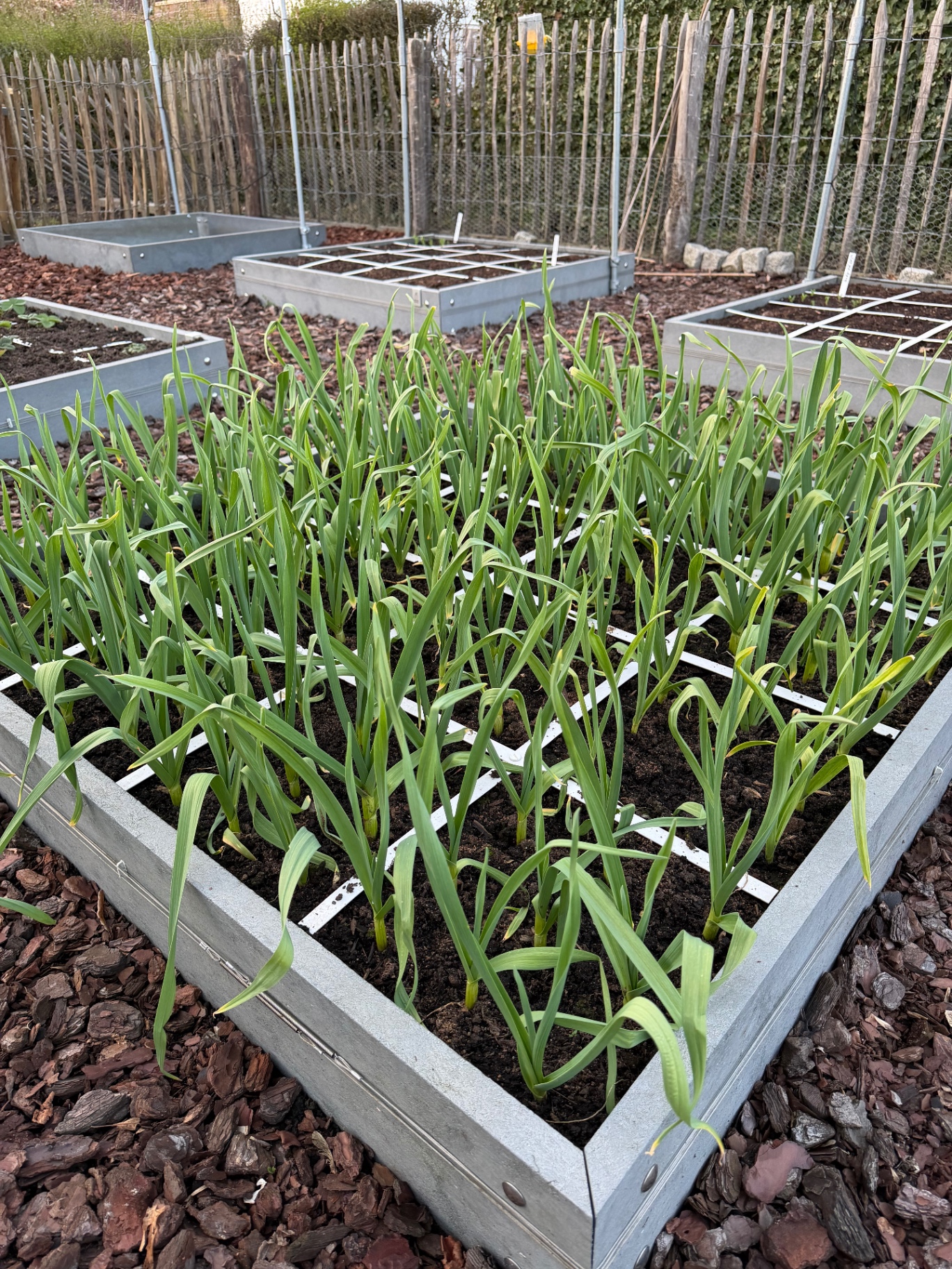 Knoflook in een opgehoogd plantbed