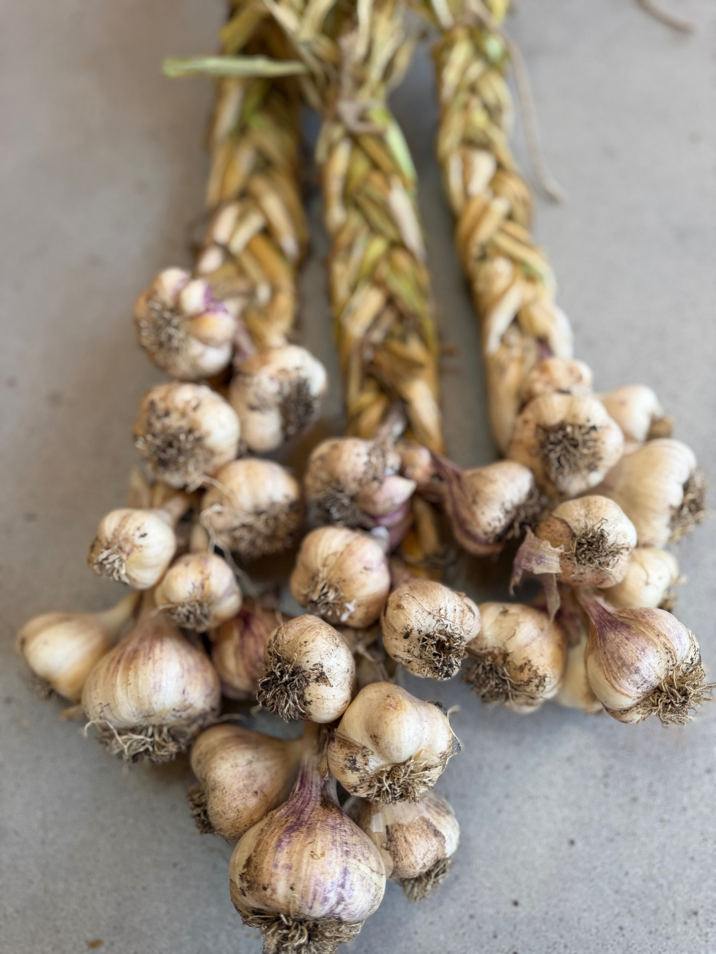 Gevlochten strengen verse knoflook na de oogst