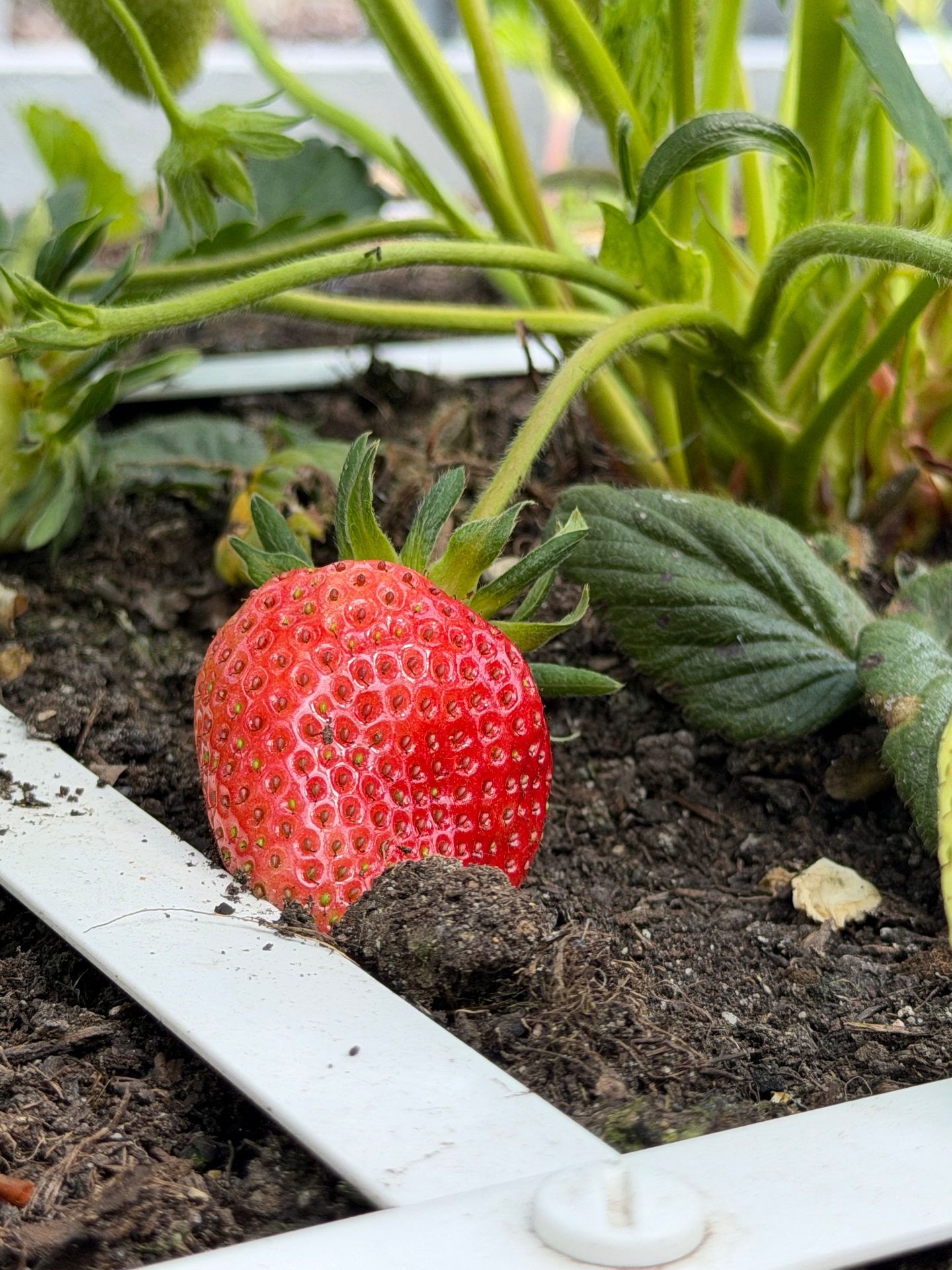Handen met een rieten mand vol verse groenten in een zonnige moestuin