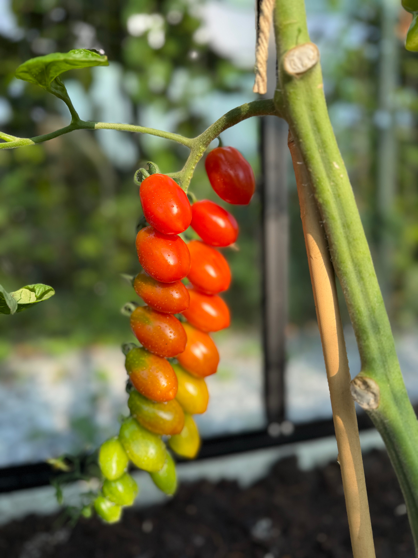Trostomaatjes die van groen naar rood kleuren aan de plant
